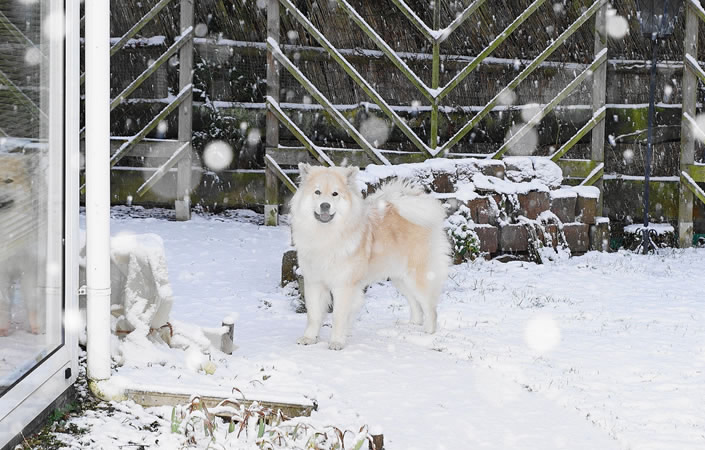 Ambra im Schnee