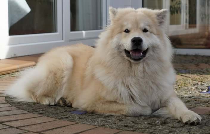 Erste Frühlingsboten