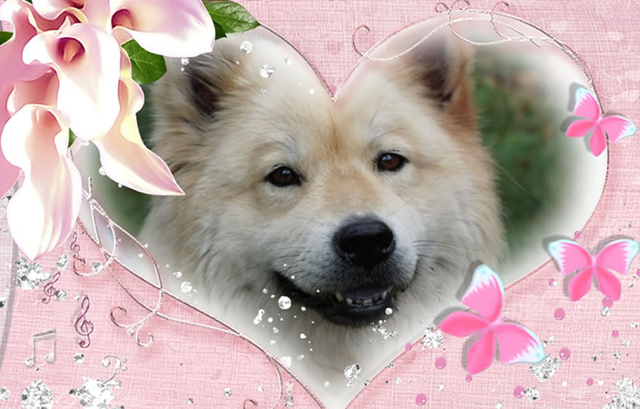 Unsere Akira hat Geburtstag