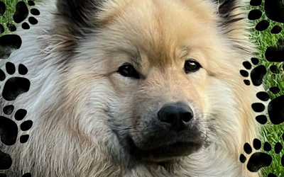 Balunas 9. Geburtstag